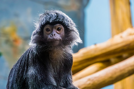 猴子及其面部被紧贴的美丽肖像 是来自印尼杰瓦岛的热带原始动物 易受感染动物物种背景