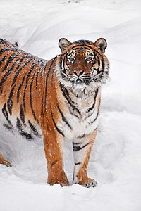 老虎人冬季雪中西伯利亚老虎的近距离肖像手表警报捕食者荒野白色野生动物哺乳动物天气动物鼻子背景