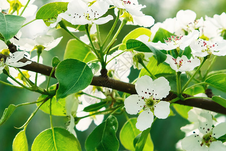 四月来了春天花园的梨花快关门了叶子生长植物学宏观花瓣植物群季节水果雌蕊花园背景