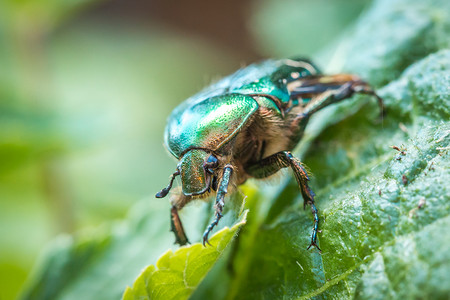 叫做玫瑰沙发或绿玫瑰沙发 绿色叶子上的一只甲虫昆虫食物早餐动物群臭虫动物植物花园天空漏洞背景图片