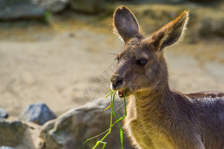 袋鼠喂食特写东灰袋鼠食草 澳大利亚的马苏比勒(Marsupial)背景