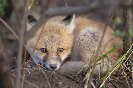 戴眼镜小狐狸近登狐狸箱婴儿少年野生动物红色狐狸工具小狐狸书房哺乳动物动物背景