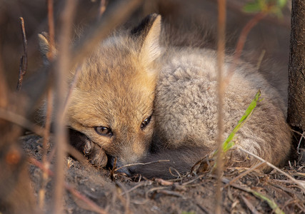 近登狐狸箱工具小狐狸书房荒野少年成套哺乳动物野生动物红色动物背景图片
