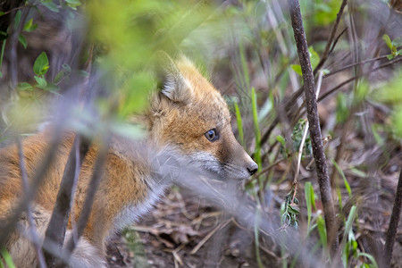红色小狐狸近登狐狸箱野生动物书房红色婴儿荒野小狗哺乳动物狐狸工具少年背景