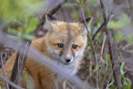 红色小狐狸近登狐狸箱小狗工具小狐狸成套书房婴儿狐狸红色哺乳动物动物背景