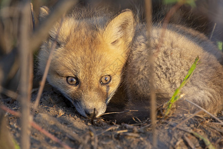 近登狐狸箱小狐狸成套哺乳动物婴儿红色狐狸少年野生动物荒野小狗背景图片