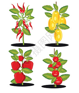 蔬菜收成成熟的矢量插图灌丛插画