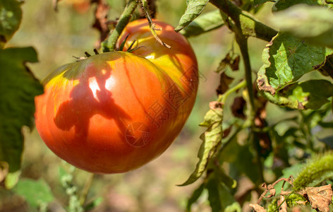 在葡萄园户外特写一个番茄后院营养种植园蔬菜植物园艺收成日光温室农业背景