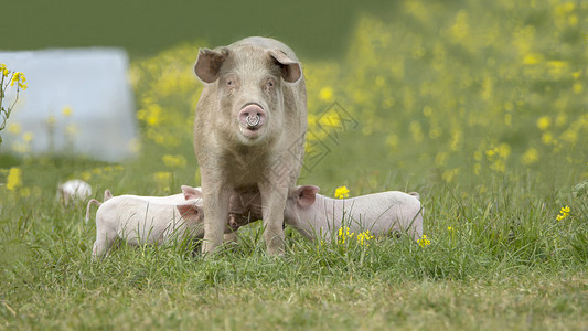 快乐猪农场食物粉色猪肉动物农业乡村哺乳动物小猪背景图片
