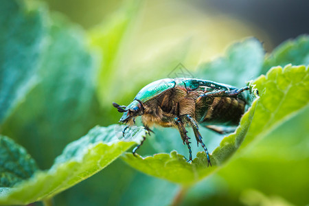 叫做玫瑰沙发或绿玫瑰沙发 绿色叶子上的一只甲虫天空野生动物植物群荒野宏观动物群季节动物食物臭虫背景图片