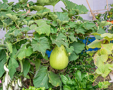 葫芦纹瓜果是花卉 属于像Cucurbita和Lagenaria这样的家庭 如南瓜 黄瓜 壁球 露发和瓜美食水果植物园针叶树环境保护收获背景