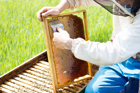 养蜂员清理蜂蜜框 一个男人工作在蜂窝药品六边形爱好男性蜂蜡蜂房梳子动物养蜂业背景
