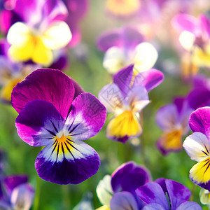 常年黄紫色组 称为喇叭丝雀或角紫花三色花园生长射线照片中提琴花坛太阳四方宏观背景图片