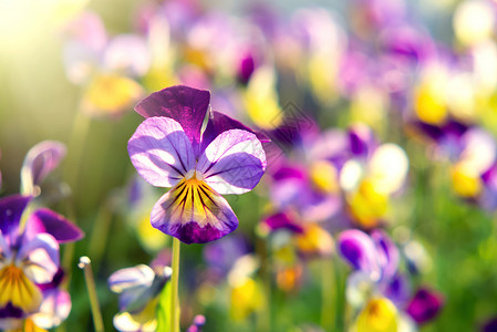 常年黄紫色组 称为喇叭丝雀或角紫花生长场地花园三色团体植物花坛照片中提琴宏观背景图片