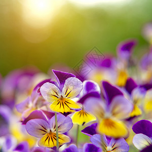 常年黄紫色组 称为喇叭丝雀或角紫花三色植物学场地花园太阳射线植物照片中提琴生长背景图片
