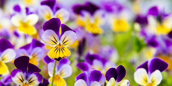 常年黄紫色组 称为喇叭丝雀或角紫花场地花坛植物学花园植物团体照片宏观花瓣生长背景图片