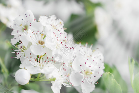 在春花花园里 精密的白色鲜花花瓣邀请函新娘压痛情感叶子花园山楂花衬套宏观背景图片