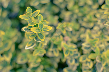 大叶黄杨美丽的花的高清图片