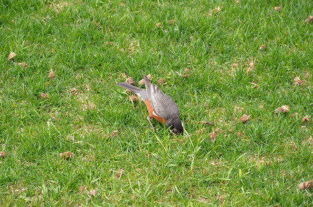 绿草或草坪中的橙鸟翅膀院子橙子绿色野生动物动物草地背景图片