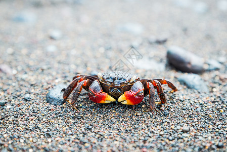 红色螃蟹沙滩上的螃蟹黑色海鲜贝类野生动物动物橙子红色热带海洋黄色背景