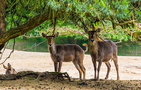 两只女水桶 站在一棵树下 沼泽羚羊来自非洲高清图片