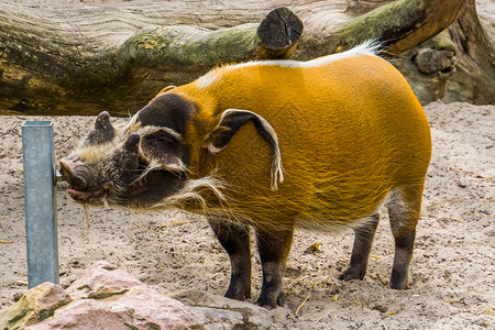 红河猪从动物园的水系统喝水 来自非洲的热带野猪高清图片