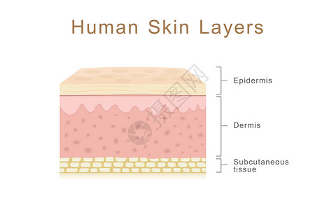 皮下组织人类皮肤层插画