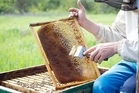 养蜂业养蜂员清理蜂蜜框 一个男人工作在花蜜昆虫食物框架翅膀动物家庭殖民地爱好盒子背景