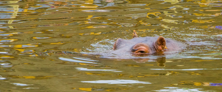 普通河马在水中游泳 河马在水面上的特写镜头 来自非洲的脆弱动物背景