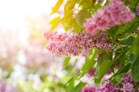紫色长线室外 温柔的春天背景 五月春流紫丁香园艺枝条衬套季节宏观花朵植物群叶子灌木背景