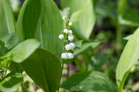 春林中山谷的一棵百合花 温柔的泉水流荒野季节投标草地手铃植物群水滴芳香植物背景背景图片