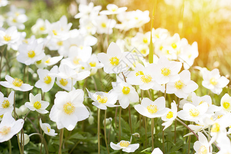 白花的喜悦 春花 野外长年白花 F春林花朵空地季节植物学田园花园花瓣植物群野花背景图片