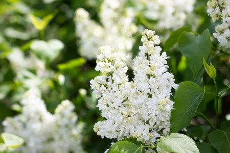 一股白色的花朵在户外喷发 五月鲜花 春天温柔地回来生长花序花期衬套花园季节树叶灌木植物群枝条背景图片