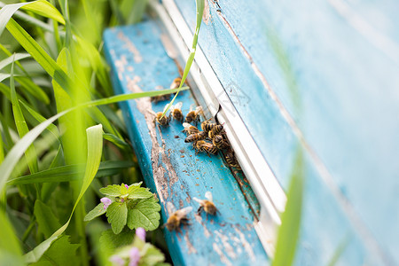 蜜蜂从证据中飞出 蜜蜂收集花蜜蜂蜡花粉合作动物工作荒野梳子房子细胞农场背景