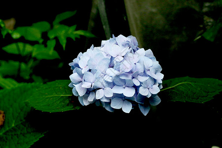 鲜花植物区系植被背景图片