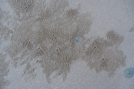 角眼蟹灰色的自然高清图片