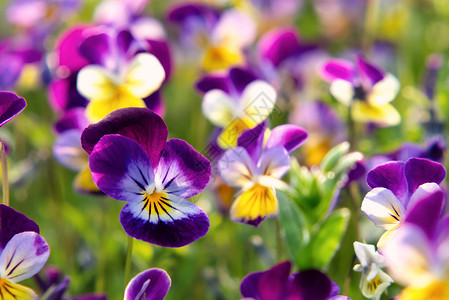 常年黄紫色组 称为喇叭丝雀或角紫花三色宏观中提琴团体花瓣花园生长植物学植物照片背景图片