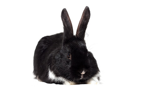 大毛黑兔子在白色背景上被孤立 复活节本农场生物野生动物荒野爪子乐趣尾巴头发宠物哺乳动物乱堆高清图片素材