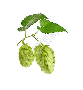 特写在白色上隔离的新鲜绿色通道酿造季节叶子啤酒草本植物农业锥体树叶食物背景图片