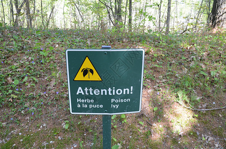 法语和树木中的绿色注意的毒害性常春藤标志害虫警告翻译注意力危险森林毒藤公园背景图片