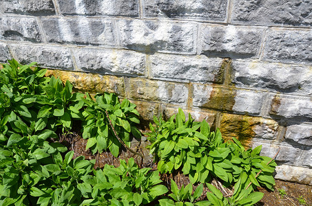 灰水泥或带植物的石墙漏水损害绿色滴水灰色石头水泥背景图片