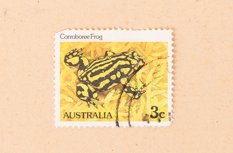 澳大利亚青蛙可收藏的一致高清图片