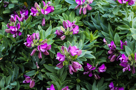 远志美丽的或桃金娘叶乳草花 春天在花园里绽放叶子荒野花瓣植物志科椭圆形植物学热带衬套紫色背景