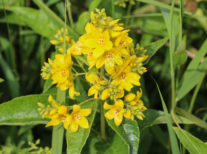 花 花园珍珠菜 黄色珍珠菜或花园黄色珍珠菜 在夏天开花草本植物公园衬套自然草地药物季节园艺药草植物群背景图片