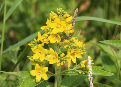 报春花科植物花 花园珍珠菜 黄色珍珠菜或花园黄色珍珠菜 在夏天开花衬套野花荒野药草植物群自然草地植物学叶子公园背景