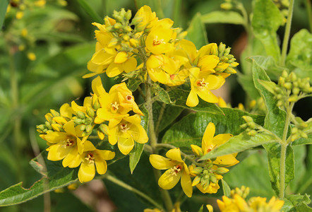 花 花园珍珠菜 黄色珍珠菜或花园黄色珍珠菜 在夏天开花植物群衬套草本植物金钱草花瓣荒野叶子园艺花序公园背景图片