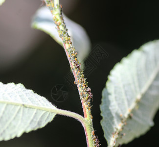 蚂蚁高清素材黑花园蚂蚁聚居地 以来自两栖的蜂蜜为饲料 在花园植物中筑巢殖民地触角荒野动物工人花园害虫捕食者漏洞木头背景