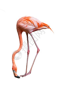 粉色火烈鸟白斑的美洲红鸟动物荒野脖子火烈鸟活力动物园优雅异国粉色热带背景