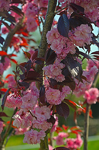 树枝上满是紫罗花日光天空蓝色植物学季节花瓣植物浅紫色植物群紫色背景图片