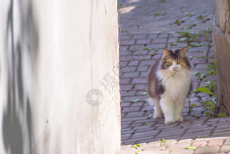 猫抓住了一只蜥蜴 猫的世界 一只小猫和一只蜥蜴 小猫是捕食者 猎人 带着猎物的猎人牙齿攻击后院活动眼睛乐趣咀嚼毛皮家畜享受背景图片